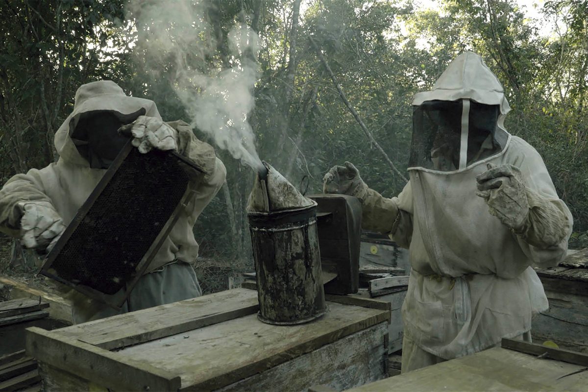 Ambulante celebra el día mundial de las abejas