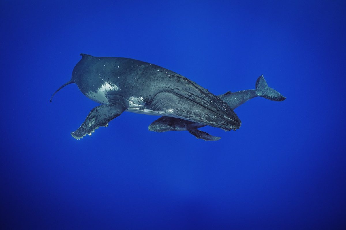 NATIONAL GEOGRAPHIC PRESENTA SU NUEVA SERIE ORIGINAL «SECRETO DE LAS BALLENAS», ESTRENO 22 DE ABRIL A TRAVÉS DE DISNEY +