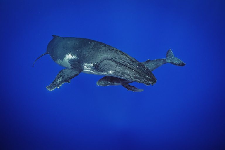 NATIONAL GEOGRAPHIC PRESENTA SU NUEVA SERIE ORIGINAL «SECRETO DE LAS BALLENAS», ESTRENO 22 DE ABRIL A TRAVÉS DE DISNEY +